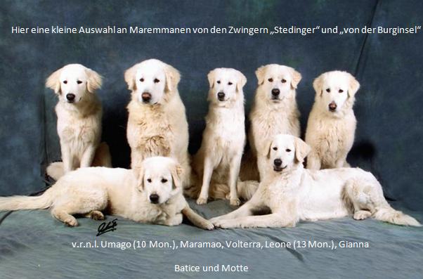 Hier eine kleine Auswahl an Maremmanen von den Zwingern Stedinger und von der Burginsel. Hier eine kleine Auswahl an Maremmanen von den Zwingern Stedinger und von der Burginsel.